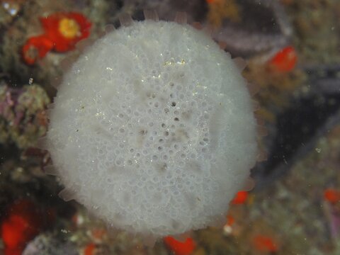 A round, white sea squirt, snowball sea squirt (Distaplia skoogi) on the seabed, surrounded by orange-coloured details. Dive site False Bay, Cape of Good Hope, Cape Town, South Africa