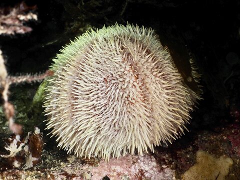European edible sea urchin (Echinus esculentus) with numerous spines on the seabed. Dive site Maharees Islands, Castlegregory, Co. Kerry, Irish Sea, North Atlantic, Ireland