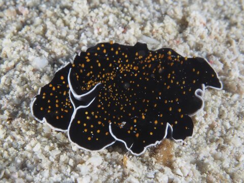 Starry sky whirl worm (Thysanozoon flavotuberculatum), whirl worm. Dive site Abu Fendera, Red Sea, Egypt