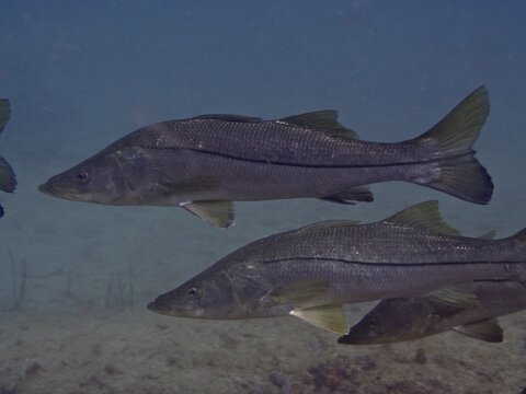 Common snook (Centropomus undecimalis), Riviera Beach dive site, Florida, USA