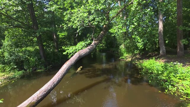Fallen tree log crosses still brown water of stream in verdant forest during bright day, lush green foliage surrounds natural outdoor scene with sunlight filtering.
