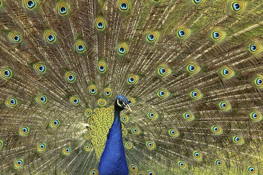 Indian peafowl (Pavo cristatus), beating the wheel, captive, North Rhine-Westphalia, Germany