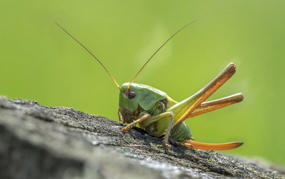 Decticus verrucivorus, grasshoppers, deciduous locusts, wart biters, ensifera, grasshoppers, grasshoppers, insects, long-feeler scares, wait biters