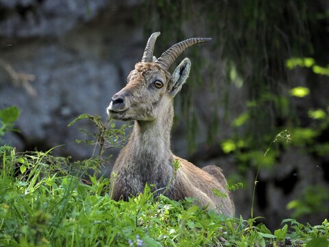 Ibex, Alpine ibex (Capra ibex), looking out of greenery, rock in the background. Creux du Van, Noiraigue, Soliat, Canton of Neuch&acirc;tel, Switzerland