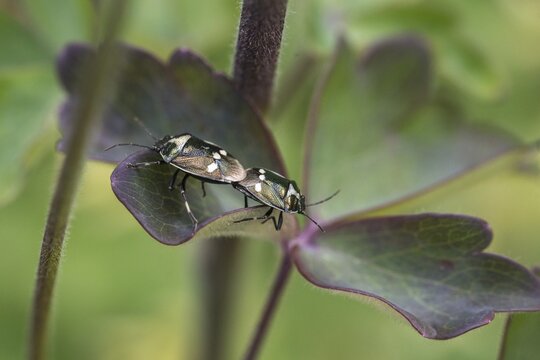 Eurydema oleraceum, heteroptera, cabbage bug, pentatomidae, tree bugs, brassica bug, cabbage bug, crucifer shield bug, insects, rape bug, bugs
