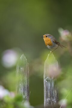 Erithacus rubecula, fruit tree blossom, robin, robins, birds, spring, garden birds, garden fence, high size, portrait format, passeri, songbirds, birds