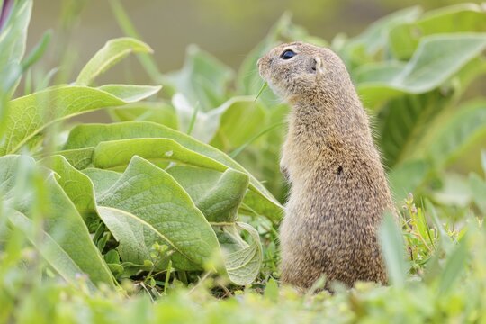 An adult ground squirrel (Spermophilus citellus) eats leaves and flowers on a cloudy day in a green meadow with tall vegetation. Austria