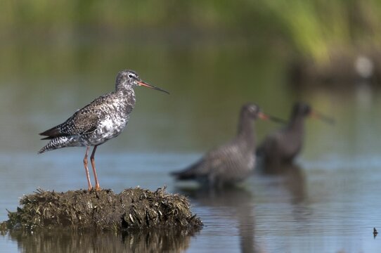 Dark water strider, spotted redshnak, tringa erythropus, birds, charadriiformes, limikolen, snipe birds, scolopacidae, transitory plumage, birds, waders, transitional dress