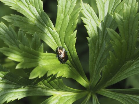 A shiny insect, the golden leaf beetle (Chrysolina fastuosa), close-up on a green leaf, Goms, Canton of Valais, Switzerland