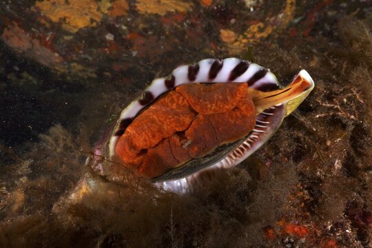 Triton horn (Charonia lampas lampas) in the Mediterranean Sea near Hy&egrave;res, dive site Giens Peninsula, Provence Alpes C&ocirc;te d'Azur, France