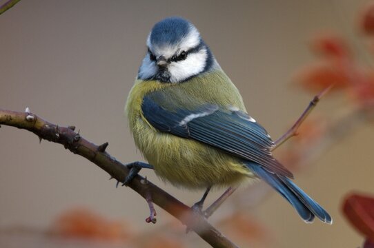 Blue tit, parus caeruleus, autumn, birds, autumn, tits, passeri, songbirds, songbirds, tits, birds