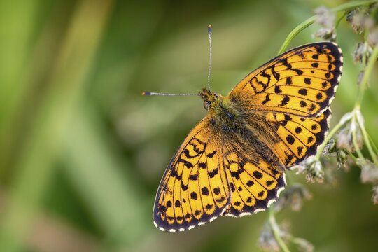 Brenthis Ino, Lesser Marbled Fritillary, Meadowsweet Pearl Butterfly, Purple Silver Butterfly, Insects, Butterfly, Butterfly, Butterflies