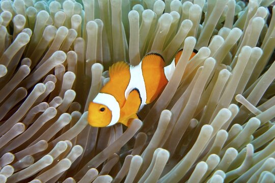 A false clownfish (Amphiprion ocellaris) snakes through the tentacles of a sea anemone. Coral Garden Dive Site, Menjangan, Bali, Indonesia