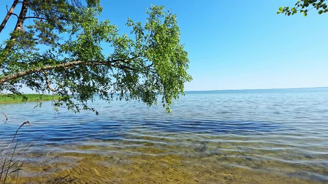 Green leaves of birch tree hang over calm clear water of large lake on bright sunny day with blue sky and sandy bottom visible through shallow rippled surface near shore, copy space