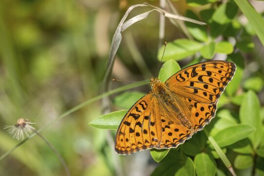 Argynnis adippe, Fabriciana adippe, fiery mother-of-pearl butterfly, high brown fritillary, mother-of-pearl butterfly, butterfly, butterflies, butterflies