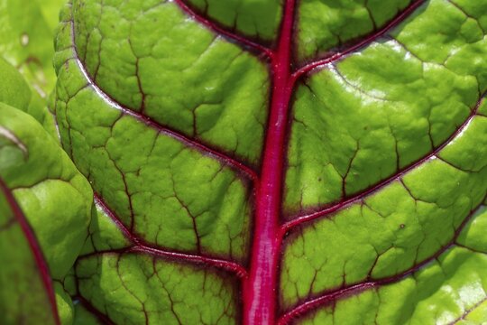 Swiss chard leaf (Beta vulgaris), vegetable patch, Chelsea Physic Garden, Chelsea, England, United Kingdom