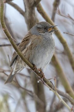 Dunnock, Dunnock, Prunella modularis, birds, high size, portrait format, male, passeri, songbirds, birds