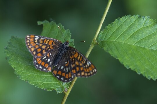 Ash moth, Euphydryas maturna, small maybird, maybird, butterfly, insects, scarce fritillary, butterfly, butterflies