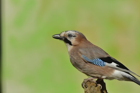 Eurasian jay (Garrulus glandarius), sitting on deadwood, North Rhine-Westphalia, Germany