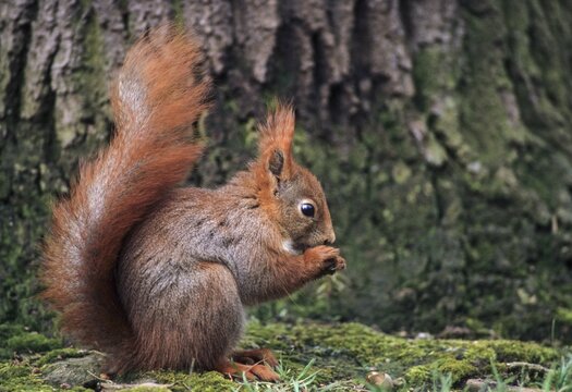 Squirrels, rodents, rodentia, sciurus vulgaris, squirrel, mammals, rodents, mammals