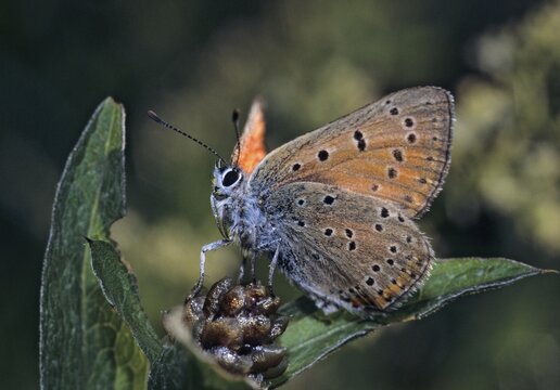 Lycaena alciphron, purple-shot copper, purple silvermoth, butterfly, insects, butterfly, butterflies