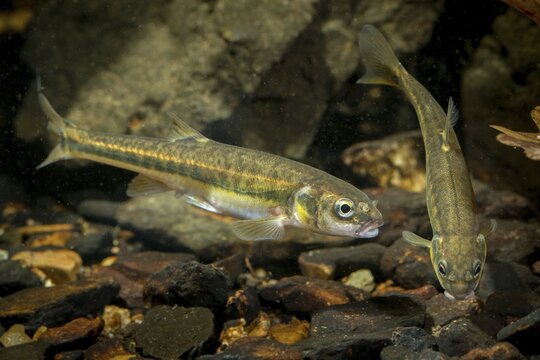 Bitterfish, minnow, Eurasian minnow, minnow, prille, phoxinus phoxinus, common minnow, fish, fishes, rivers, pisces