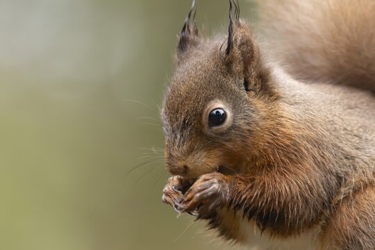 Red squirrel (Sciurus vulgaris) adult animal feeding on a nut, England, United Kingdom