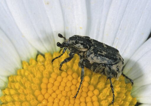 Leaf horn beetle, rotting wood scarab beetle, scarabaeidae, stumbling beetle, valgus hemipterus, beetle, coleoptera, insects, beetles