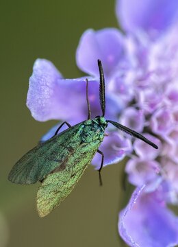 Adscita geryon, cistus forester, green ram, sunrose green ram, zygaenidae, burnet, butterfly, high size, portrait format, insects, moths, moths, moths, butterfly