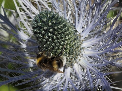 A garden bumblebee (Bombus hortorum) perched on a flower with a spiked inflorescence, Goms, Canton of Valais, Switzerland