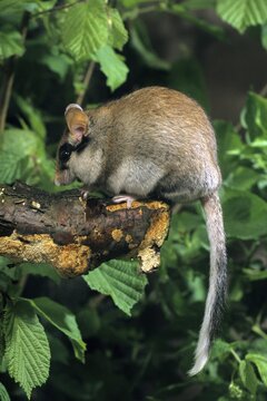 Eliomys Quercinus, garden sleepers, rodents, rodentia, bilche, dormice, dormouse, high size, portrait format, mammals, rodents, sleepers, mammals