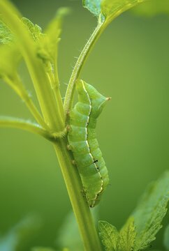 Amphipyra berbera, Amphipyra svenssoni, owl moth, noctuidae, pyramidal owl, Svensson's copper underwing, Svensson's pyramidal owl, butterfly, camouflage, high size, portrait, inchworm, insects, moths, moths, moth, caterpillar, butterfly, camouflage