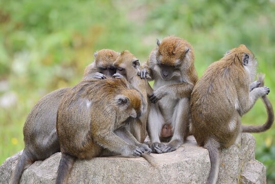 Javan macaques (Macaca fascicularis), a group engaging in mutual grooming, in captivity, found in South-East Asia