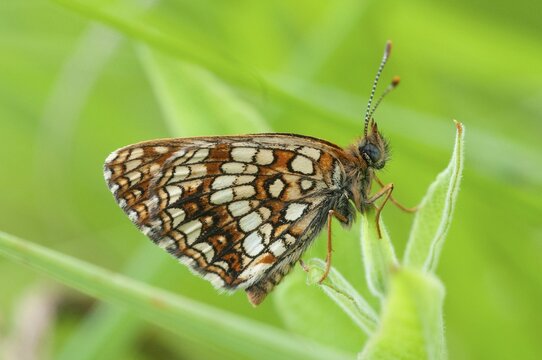 Valerian moth, false heath fritillary, melitaea diamina, swamp meadow moth, butterfly, insects, butterfly, butterflies, butterflies