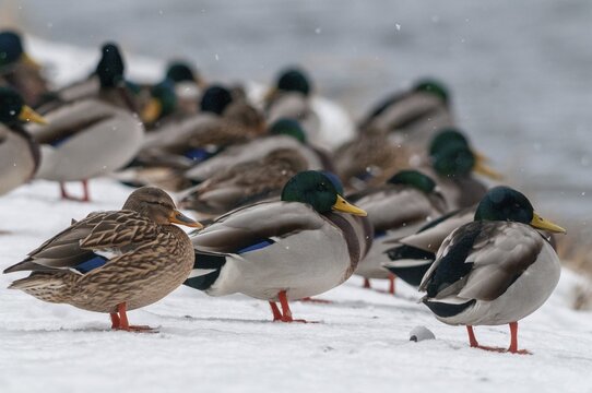 Anas platyrhynchos, mallard, mallard, anatidae, birds, ducks, ducks, ducks, female, male, male, snow, birds, waterbirds, waterbirds, female, winter