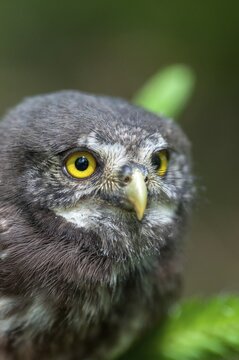 Glaucidium passerinum, pygmy owl, birds, owls, high size, portrait, owls, strigiforms, birds