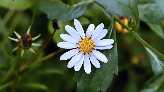 Close-up of a Beautiful Flower