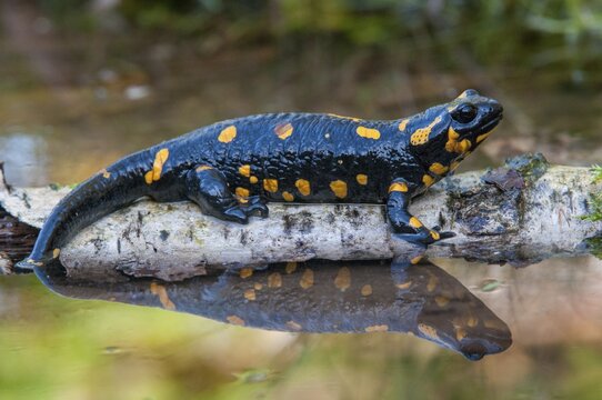 Fire salamander, salamandra salamandra, amphibians, amphibians, caudata, amphibians, amphibians, amphibians, mirror, tail amphibians, mirror image