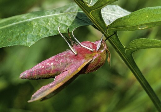Deilephila Elpenor, medium wine swarmer, sphingidae, butterfly, elephant hawk moth, insects, large elephant hawk moth, moths, moths, moths, butterfly, swarmer, wine swarmer