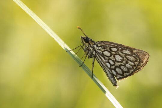 Hesperiidae, heteropterus morpheus, large chequered skipper, mirrorspot thighead, butterfly, thighead, insects, butterfly, butterflies