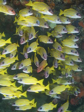 Group of bluestripe snapper (Lutjanus kasmira) . Dive site Sodwana Bay, Maputaland Marine Reserve, KwaZulu Natal, South Africa