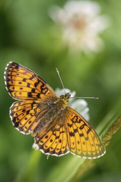 Brenthis Ino, Lesser Marbled Fritillary, Meadowsweet Pearl Butterfly, Purple Silver Butterfly, High Size, Portrait Format, Insects, Butterfly, Butterflies