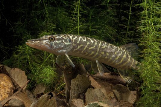 Esox Lucius, pike, pike, predatory fish, fishes, northern pike, pisces