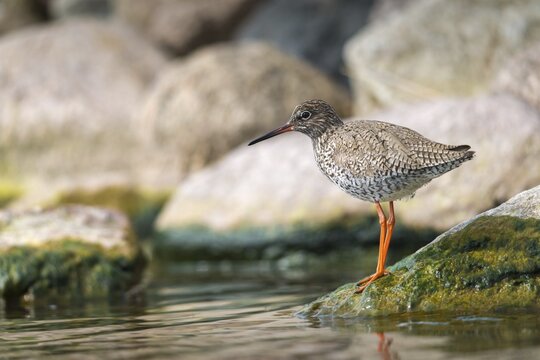Redshank, redshank, tringa totanus, birds, charadriiformes, limikolen, snipe birds, scolopacidae, birds, waders, waders