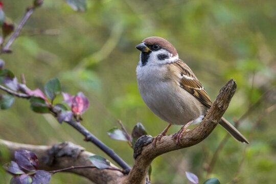 Tree Sparrow, Passer Montanus, Sparrow, Tree Sparrow, Birds, Passeri, Songbirds, Sparrow, Sparrow, Sparrow, Sparrow, Sparrow, Birds