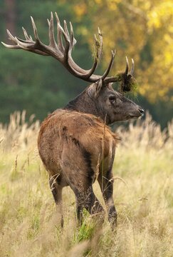 Artiodactyla, Cervus Elaphus, even-toed ungulate, cloven-hoofed, red deer, deer, high size, deer, portrait format, mammals, mammals