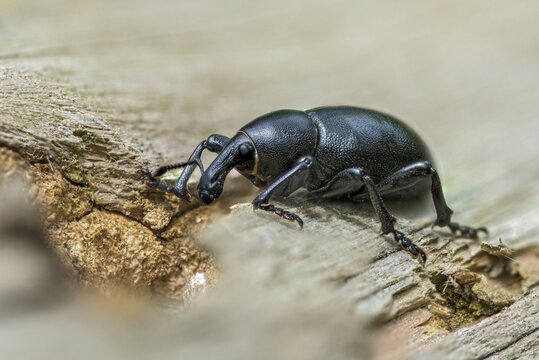 Carrot weevil, curculionidae, chervil weevils, liparus coronatus, weevils, beetles, coleoptera, insects, beetles