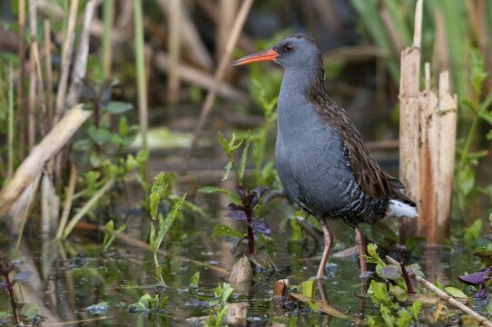 Rallus aquaticus, water rail, birds, gruiformes, cranes, rails, harrows, rallidae, birds, waterbirds, waterbirds, waterbirds