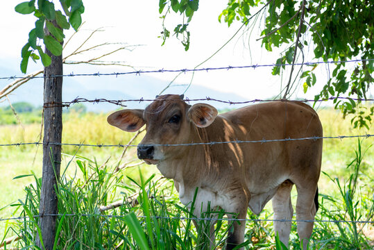 Curious Brown Calf Looking Through Barbed Wire Fence in Rural Mountain Landscape