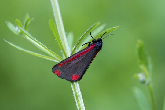 Blood bear, jacobscraut bear, carmine bear, Tyria jacob&auml;&auml;, butterfly, cinnabar moth, insects, moths, moths, butterfly